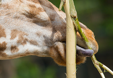 猪肉吃树叶脖子俘虏动物园哺乳动物动物野生动物动物学脊椎动物斑点图片