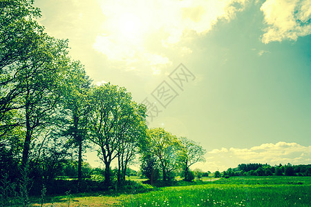树木和田地的绿色夏季景观图片
