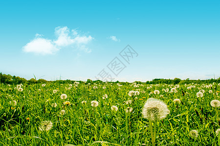 绿色田地 花朵蓬松的花朵图片