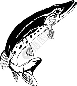 鱼 抢食Pike掠食河设计图片