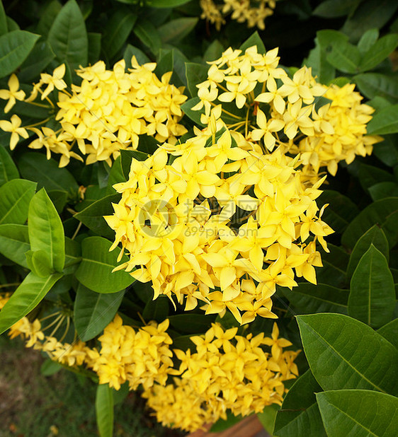 黄花朵野花植物群黄色草本龙头植物圆圈植物学球头花园图片