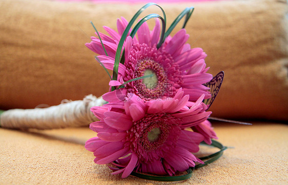 热粉红色的雪贝拉菊花彩礼花图片