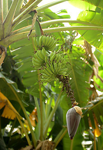 香蕉树植物气候生长阳光植物群绿色食物雨林农业植物学图片