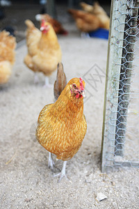 鸡羽毛家禽免费国家范围犯规家畜动物漫游母鸡图片