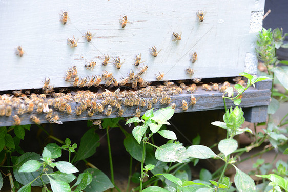 蜜蜂企业农业商业昆虫树林蜂窝养蜂业树木热带养蜂图片