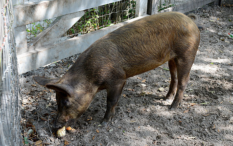 吃猪肉国家公猪家畜猪圈棕色动物哺乳动物鼻子图片