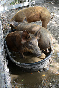 三只小猪棕色公猪猪圈国家动物家畜哺乳动物鼻子图片