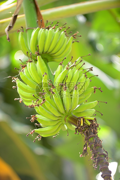 树上生长的香蕉图片