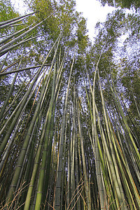 日本京都竹林公园植被植物植物群寺庙地平线热带小路季节花园图片