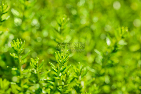 绿色绿草新背景环境植物群生态光合作用城市花园宏观叶子草本植物生长图片