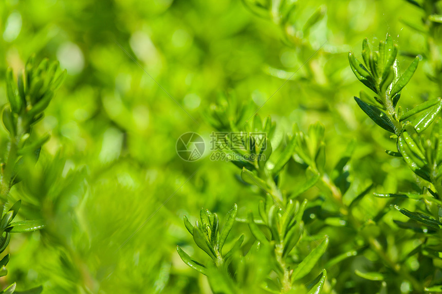 绿色绿草新背景生物学环境场地花园宏观植物群生态城市植物学草本植物图片