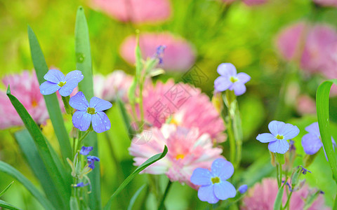 实地背景 Field 背景场景蓝色花园园艺生长自由叶子季节草本植物植物图片