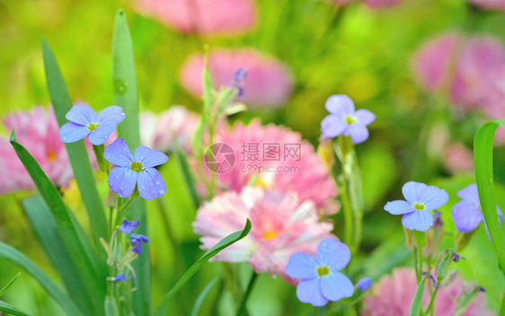 实地背景 Field 背景场景蓝色花园园艺生长自由叶子季节草本植物植物图片