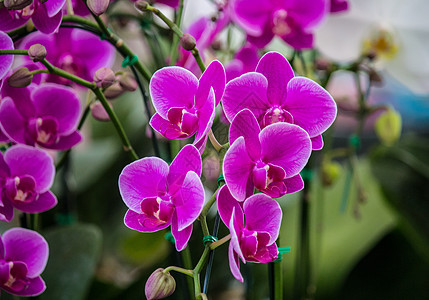 紫花朵植物群植物紫色宏观绿色花束粉色花园花瓣植物学图片