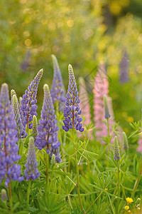 羽扇豆花场地生长蓝色花瓣美丽草地植物群太阳荒野花朵图片