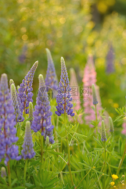 羽扇豆花场地生长蓝色花瓣美丽草地植物群太阳荒野花朵图片