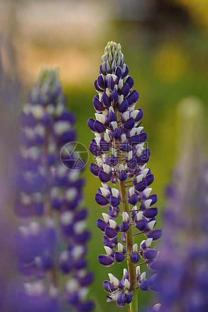 羽扇豆花紫色蓝色荒野花园生长美丽植物学太阳花瓣场地图片