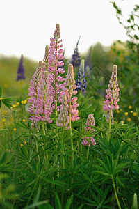 羽扇豆花花园晴天绿色花朵草地太阳紫色美丽植物学植物群图片