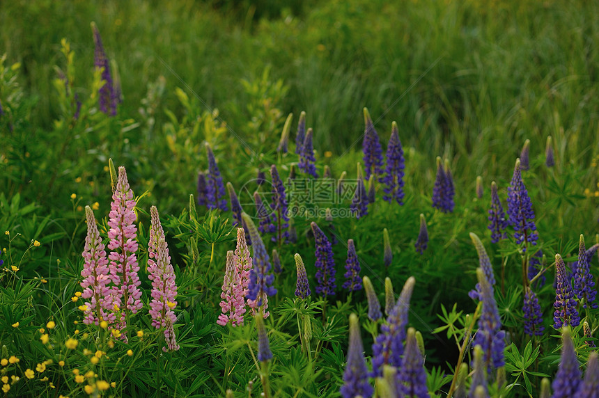 羽扇豆花美丽太阳紫色晴天花朵花园草地花瓣植物群荒野图片