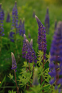 羽扇豆花花园蓝色花朵太阳紫色场地草本植物花瓣植物群植物学图片