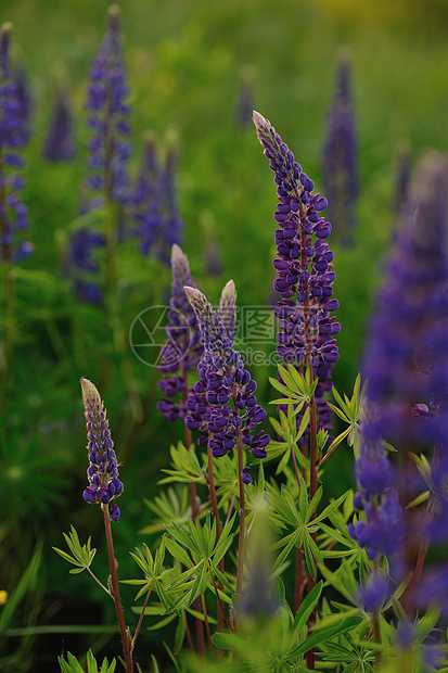羽扇豆花花园蓝色花朵太阳紫色场地草本植物花瓣植物群植物学图片