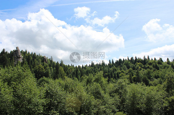 喀尔巴阡山的森林景观图片