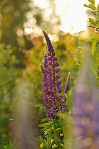 羽扇豆花紫色草地晴天植物群生长太阳绿色花园花瓣美丽图片