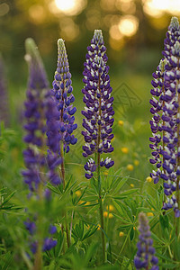 羽扇豆花花瓣花朵场地晴天绿色花园蓝色草本植物荒野紫色图片