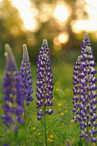 羽扇豆花场地花瓣乡村植物群生长草本植物晴天蓝色花园紫色图片