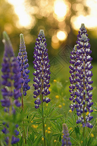 羽扇豆花植物群草本植物植物学花朵美丽蓝色场地太阳晴天紫色图片