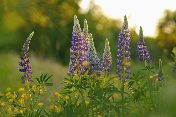 羽扇豆花草地植物群紫色花瓣太阳植物学场地花朵乡村绿色图片