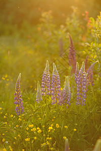 羽扇豆花太阳晴天植物群生长草本植物绿色花园草地美丽花瓣图片