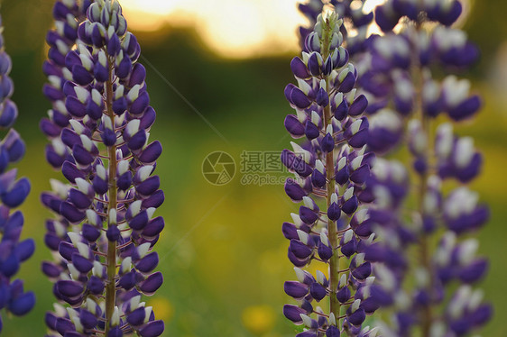 羽扇豆花蓝色绿色花园太阳乡村生长紫色晴天草本植物草地图片