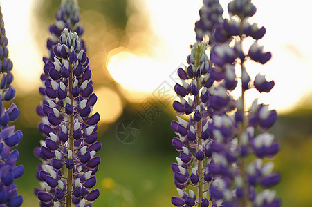 羽扇豆花荒野晴天绿色蓝色植物群乡村美丽太阳草本植物紫色图片