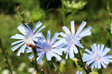 蓝色花朵植物群咖啡生活菊科场地蓝草荒野植物杂草救助图片