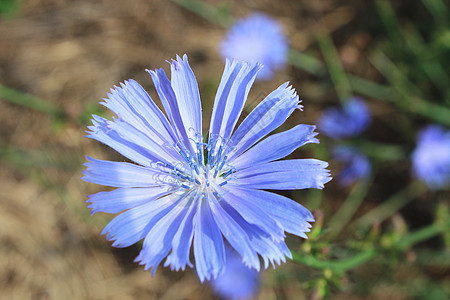 蓝花植物蓝色杂草蓝草场地植物群花瓣草本植物生活菊花图片