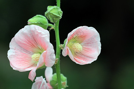 胡合一生长花盆叶子绿色花园草本植物草地农业植物学植物图片