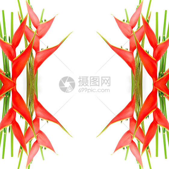 希利奥亚黄色异国森林宏观红色葫芦花瓣植物学荒野热带图片