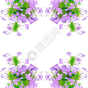 维奥莱特伊克索拉团体季节花园香味植物学快乐植物花朵美丽花瓣图片