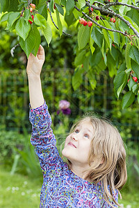 小女孩摘樱桃背景图片