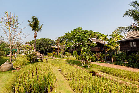 泰国别墅的绿稻田绿色场景食物房子文化村庄农场场地大车植物图片