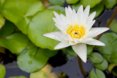 湖中的白莲花花图片