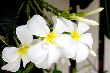 白弗朗吉帕尼花朵在清晨开花背景图片