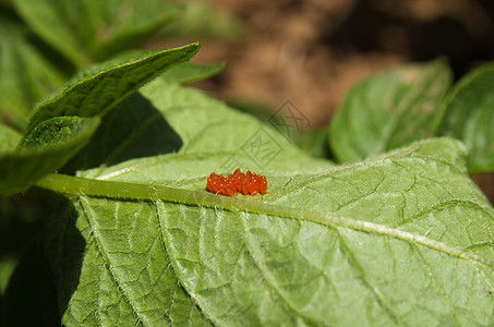 科罗拉多甲虫蛋     10-十离子体图片
