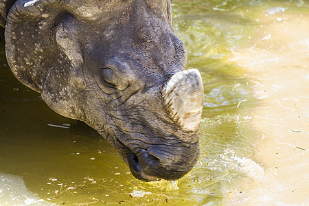 印地安犀牛有巨大的角和盔甲皮野生动物男性动物园危险力量哺乳动物喇叭荒野厚皮犀牛图片