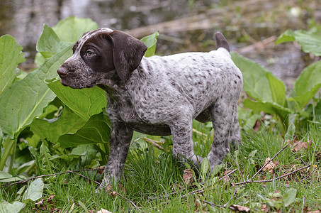 德国短头发指针小狗棕色犬类宠物猎人叶子跑步小路动物公园森林图片