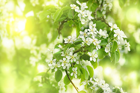 梨子花黄色花瓣树叶植物绿色背景白色枝条叶子图片