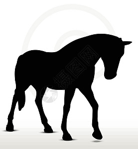 马隔离步头下方位置的摇摆头部阴影阉马线条背光蚀刻赛马具象骏马野马宠物插画
