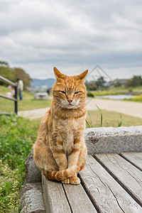 金洁猫猫咪毛皮小猫黄色享受流浪长椅街道动物猫科图片