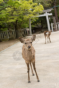 奈良鹿图片